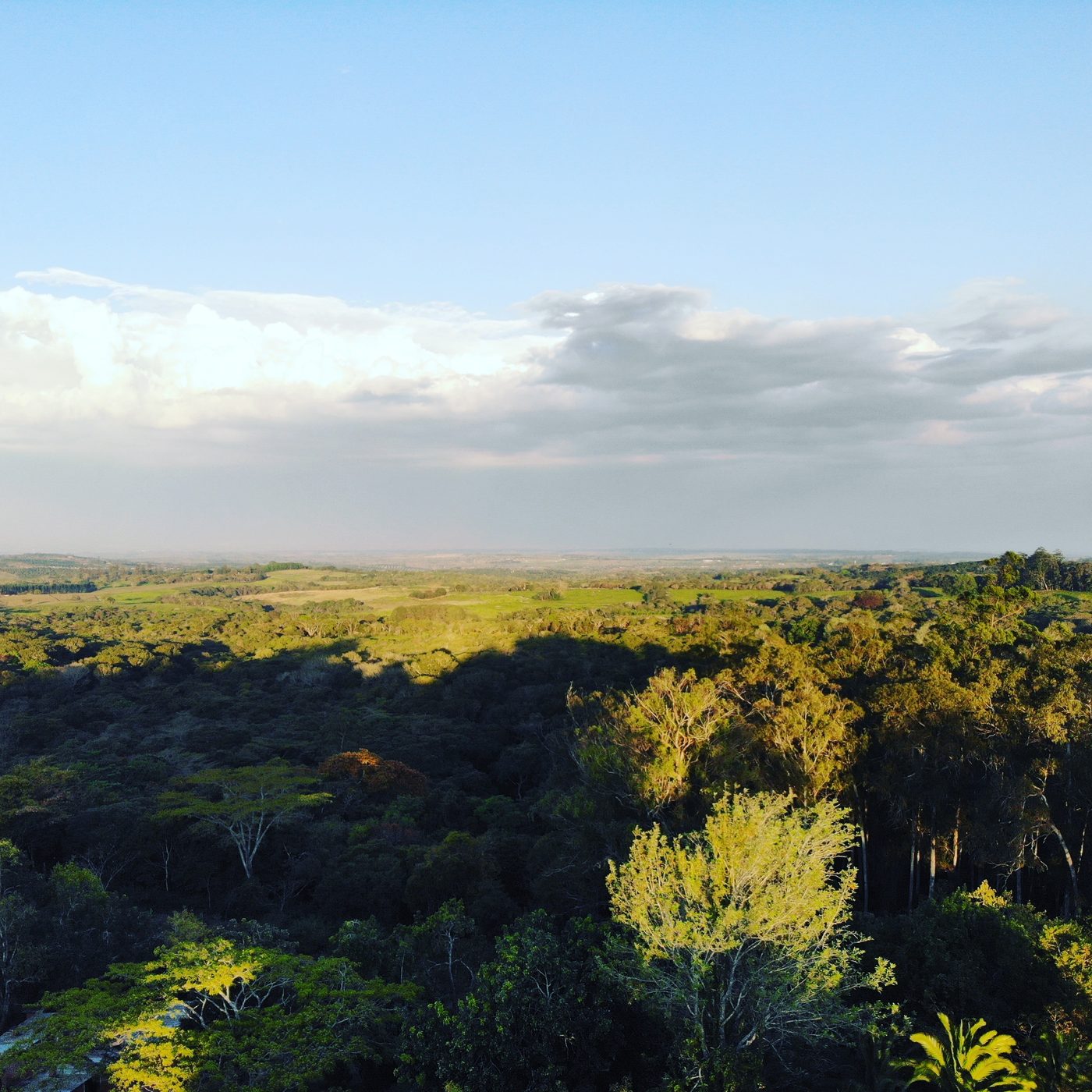 Panoramic view over forest canopy and tea gardens at golden hour