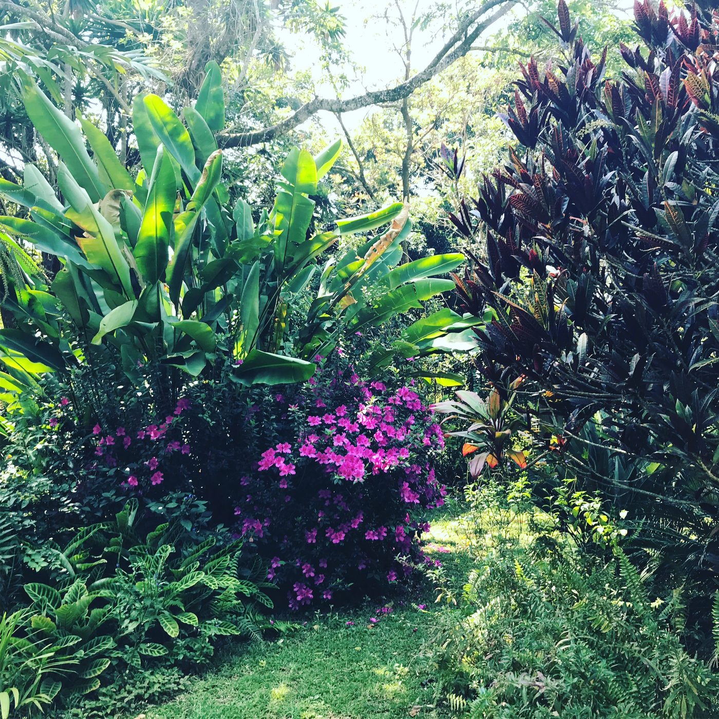 Tropical garden with vibrant bougainvillea and established palms