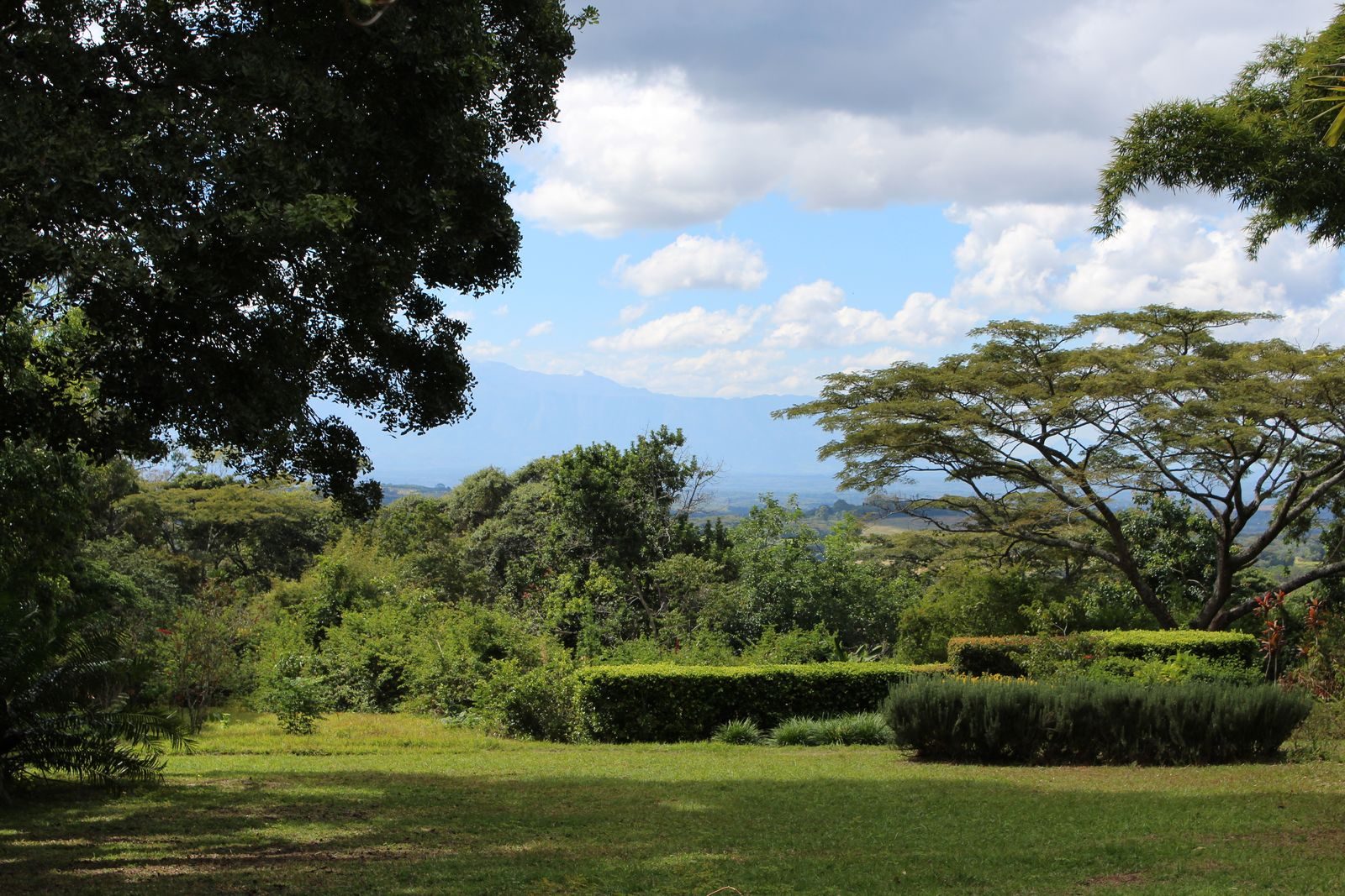 Panoramic garden view with mountains, hedges, and acacia trees