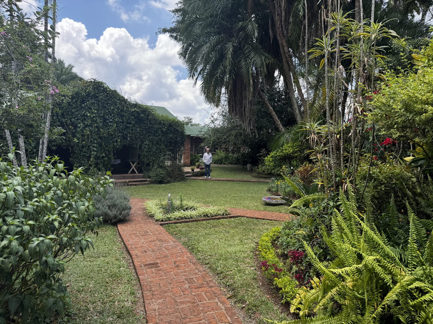 Brick garden pathway through lush tropical garden with ferns, palms, and bougainvillea